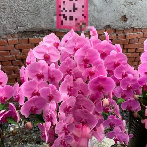 蘭花單盆（15株）