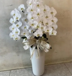 蘭花（5株）